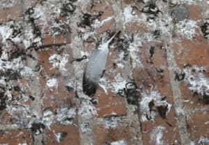 Normativa pulizia guano piccioni