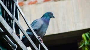 Piccioni in condominio